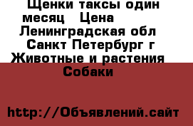Щенки таксы один месяц › Цена ­ 6 000 - Ленинградская обл., Санкт-Петербург г. Животные и растения » Собаки   
